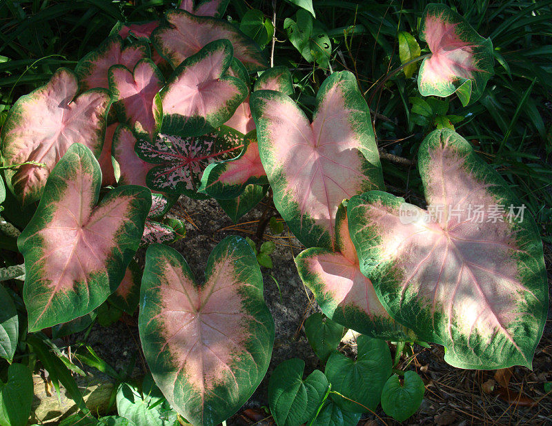 在阳光和阴凉处的Coladium Plants